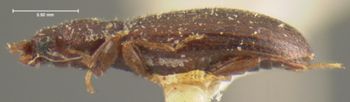 Media type: image;   Entomology 24522 Aspect: habitus lateral view